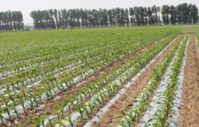 ���ɹŴ����ƹ����弯��ˮ�Ѻ�����ˮ��һ�廯