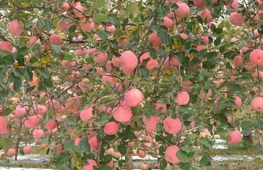 ˮ��һ�廯����ʩ�ʻ���ƻ��԰�ι�ʩ����