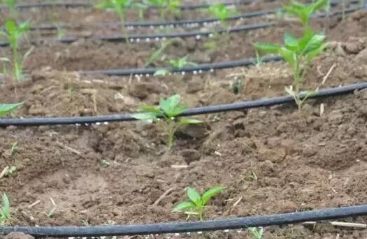 ˮ��һ�廯�Զ����ϵͳ����ũ��������о�׼ˮ��