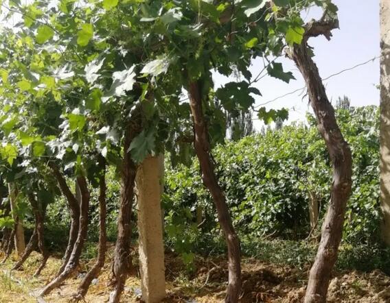 ����1000Ķ����ִ��ˮ��һ�廯�������ӿ캵����ˮũҵ�����ƹ����� 