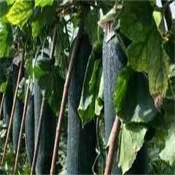 2HBRXacnYUsBKZpblRZG