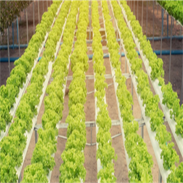 74BR07K0oMb389AdiqsG