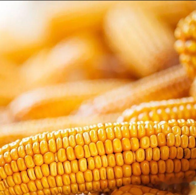 AgR1FXqTpCgOQ6sR8biz