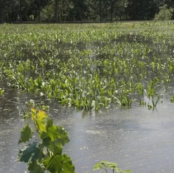 LAuBgGpiTKVDAkVysrhO