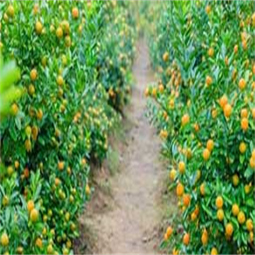 LIXD0yWI4qTeLRBqkxNV