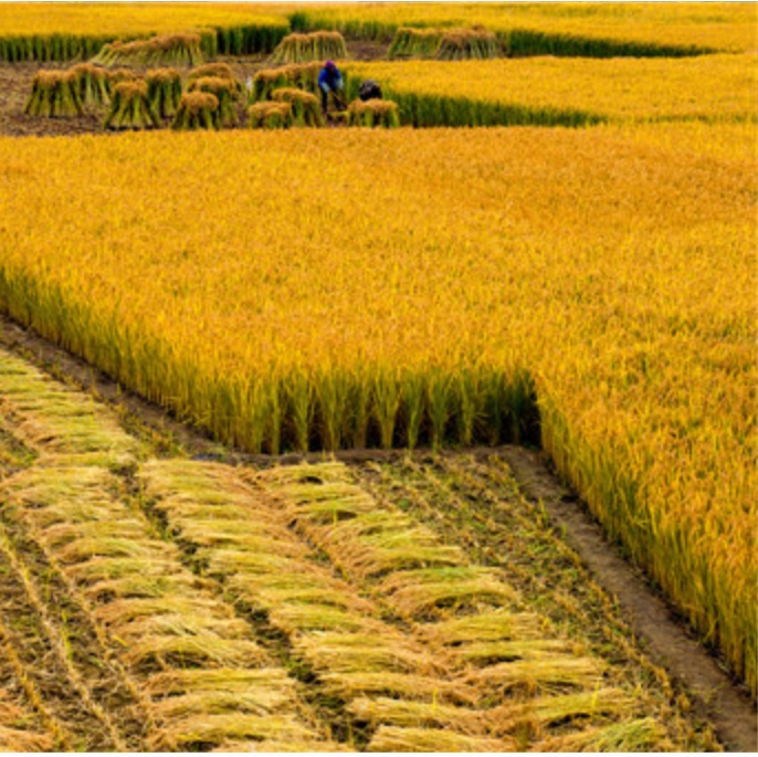 Z1ZtWKS7GNjGBoJ446rU