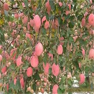 d2NBN9cnnqG3TqPGhoX9