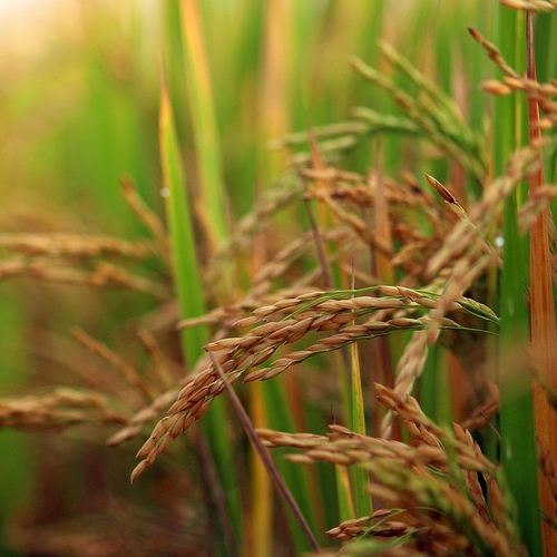 gVOYsiMg3FiGdf70ya5k